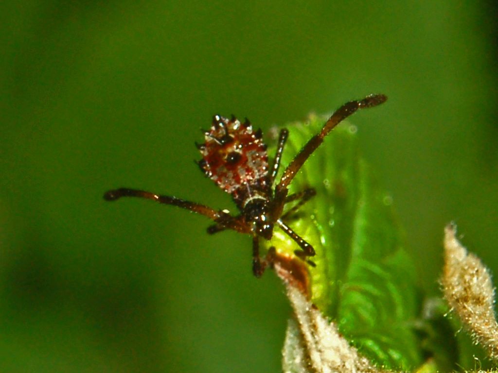 Un piccoletto in attesa di un nome: neanide di Coreidae